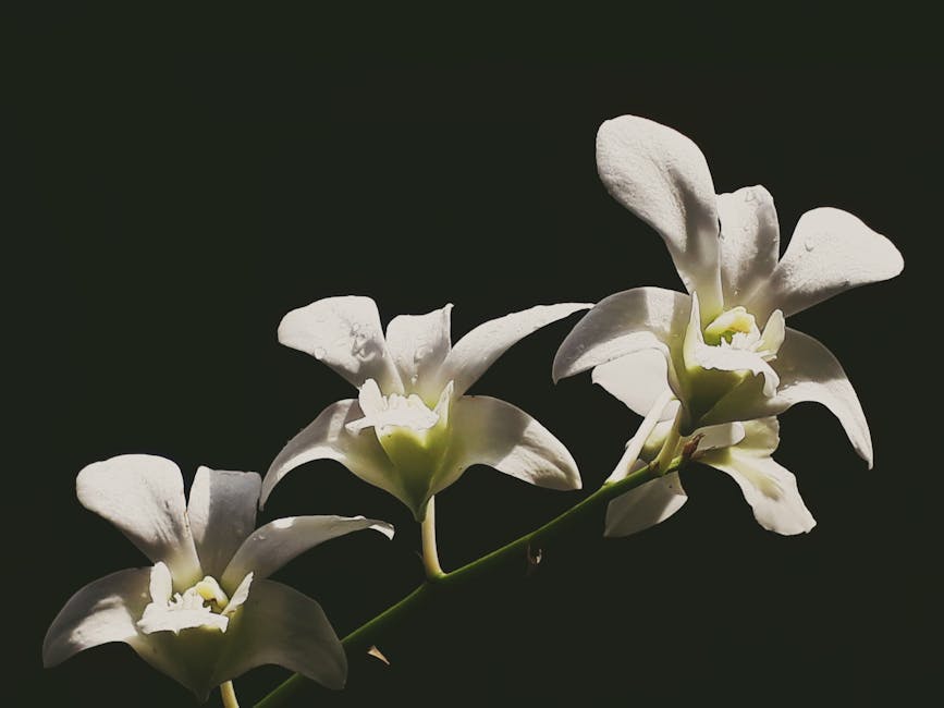 Navacerrada mountain in snow at dawn near Madrid