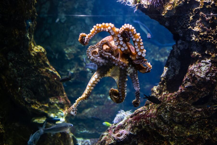 Octopus with tentacles spread in an aquarium tank