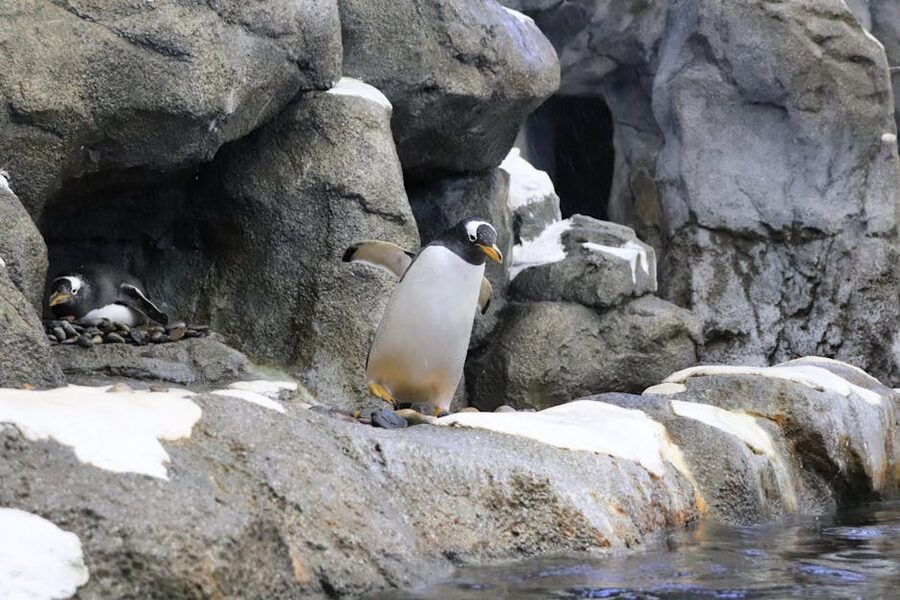 Penguins swimming and walking in their zoo exhibit
