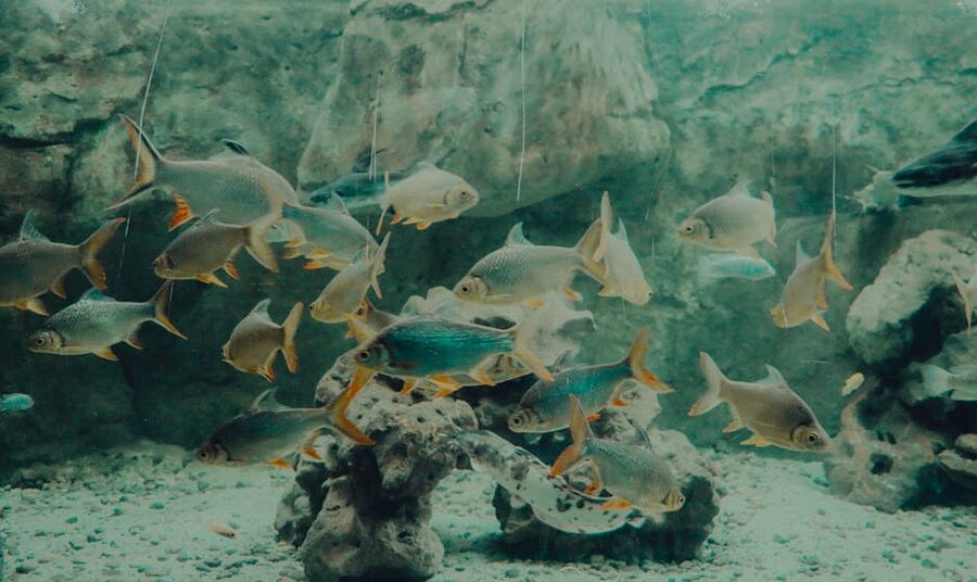 School of fish in large aquarium