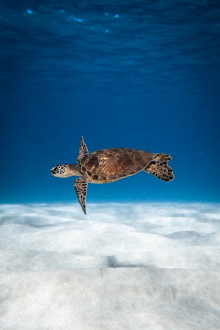 Sea turtle swimming through blue water in aquarium tank