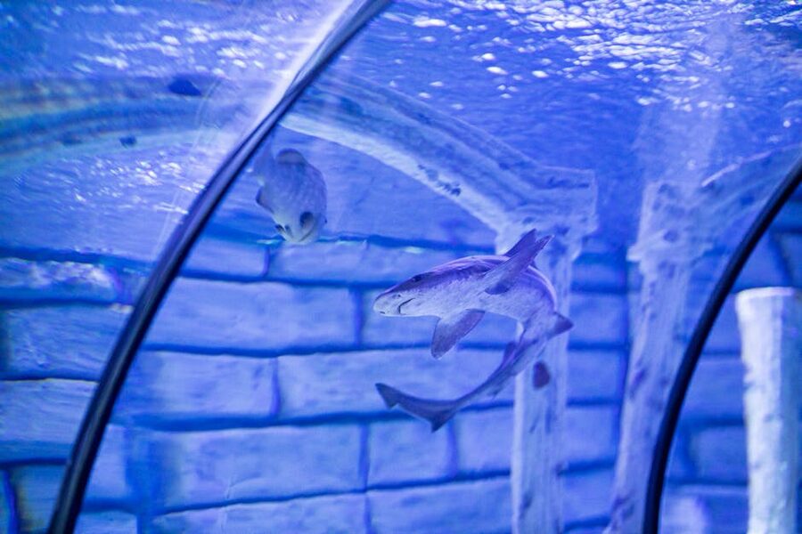 Shark in aquarium tunnel with glass view