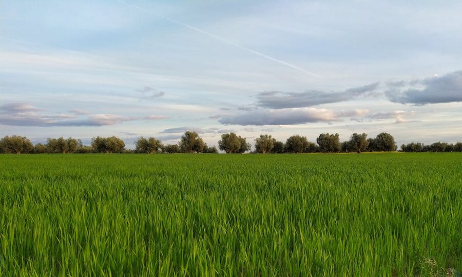Open plains landscape of Castilla region Spain