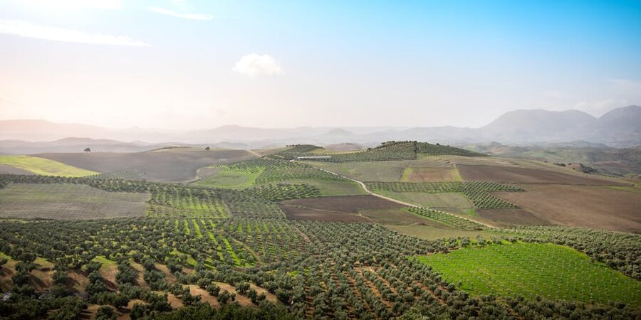 Olive grove in the Spanish countryside landscape
