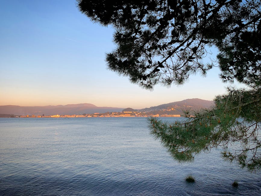 Pine trees along a Spanish beach coast