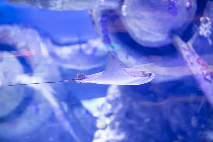 Stingray in aquarium glass display