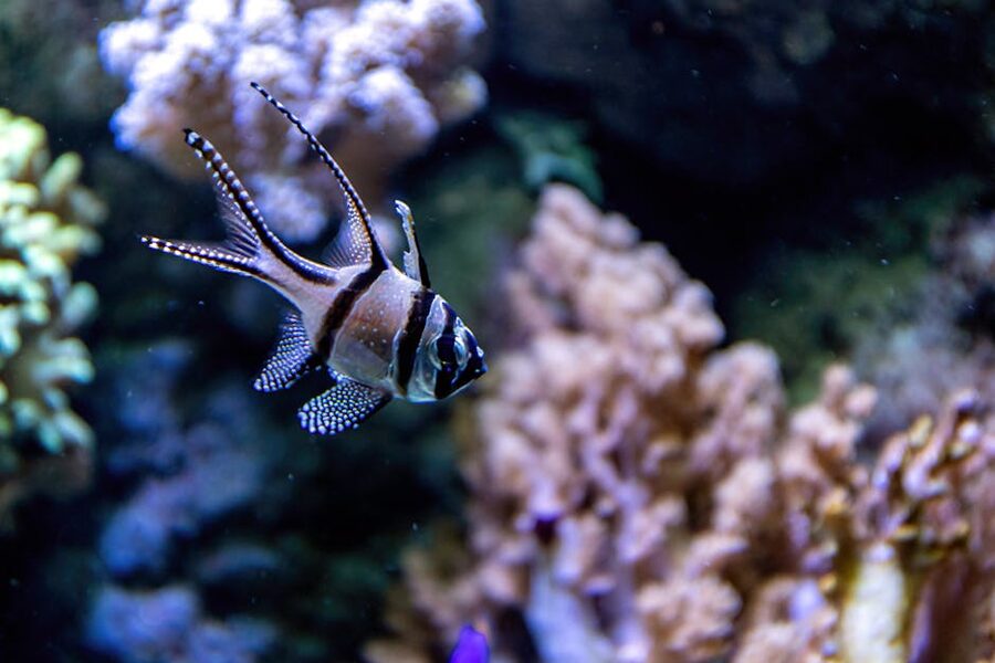 Colourful tropical fish swimming around coral in aquarium