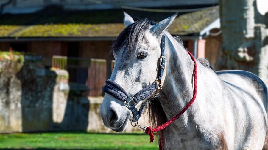 White horse with bridle in yard