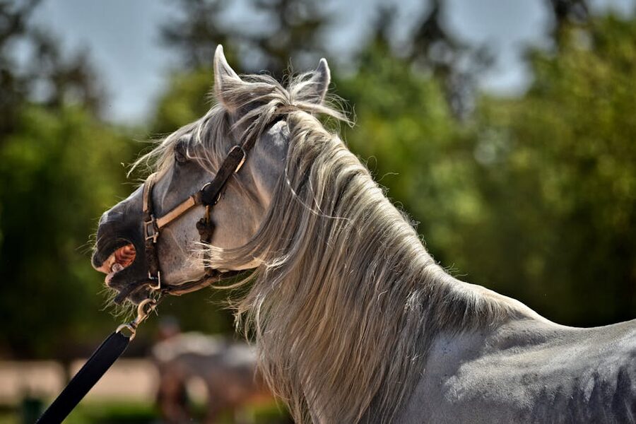 White horse in profile with flowing mane