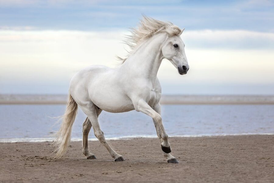 White horse gallops along sandy beach