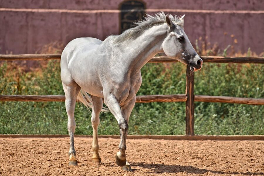 White horse in outdoor paddock
