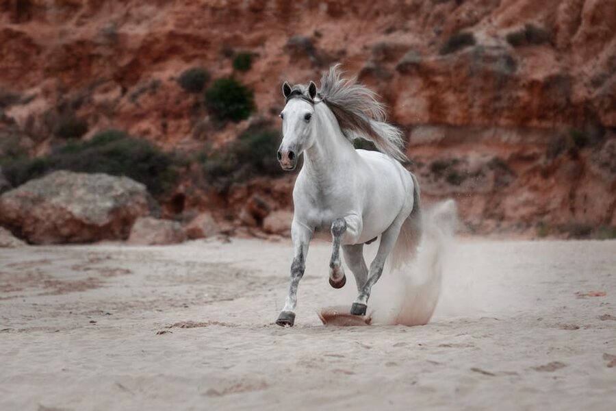 White horse on sandy beach