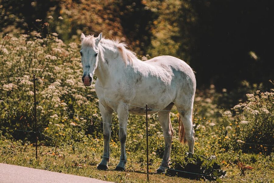 White horse in rural wildflower field
