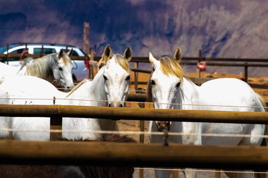 White horses in paddock Spain